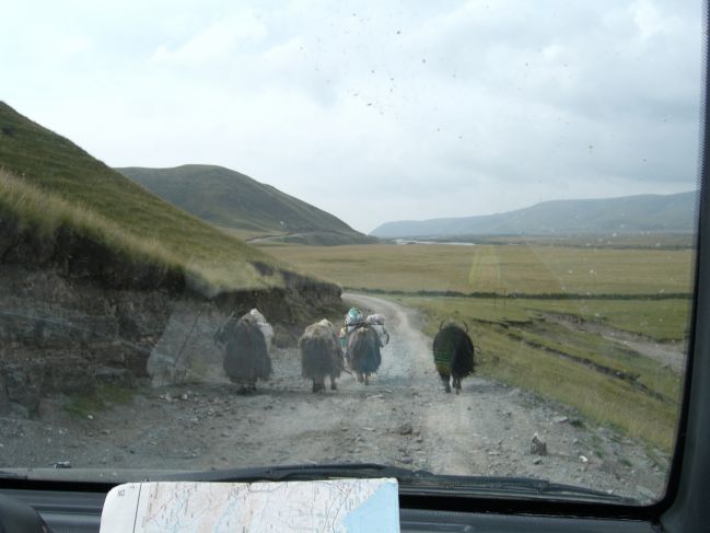  2006:09:08 22:01:42   Shaluie River - yaks in the road.jpg